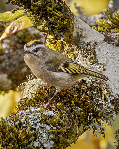 Golden-crowned Kinglet